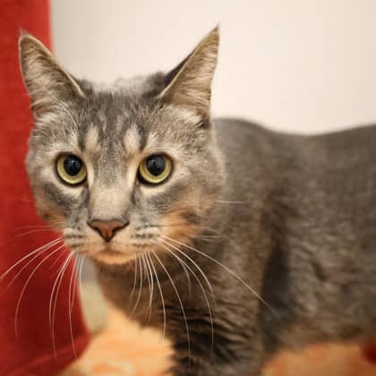 Faris - Domestic Shorthair/Mix cat available for adoption