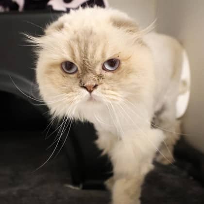 Priscilla - Himalayan/Mix cat cat available for adoption at Calgary Humane Society in Calgary