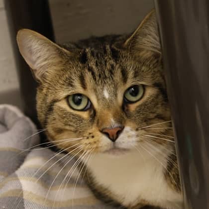 Joy - Domestic Shorthair/Mix cat cat available for adoption at Calgary Humane Society in Calgary