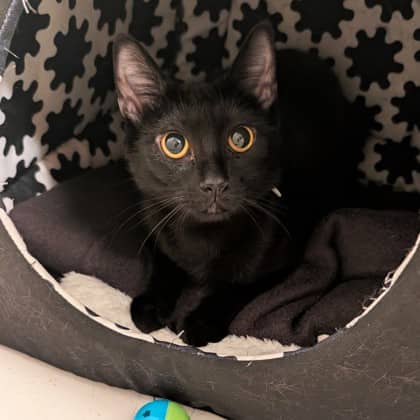Bitsy - Domestic Shorthair/Mix cat available for adoption