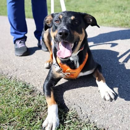 Chewbacca - Large Mixed Breed available for adoption in Calgary