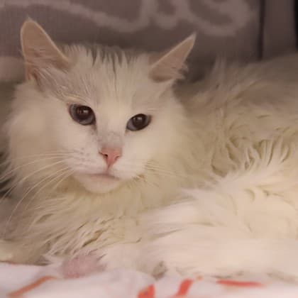 Isabella - Domestic Longhair/Mix cat cat available for adoption at Calgary Humane Society in Calgary