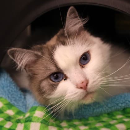 Mochi - Ragdoll cat cat available for adoption at Calgary Humane Society in Calgary