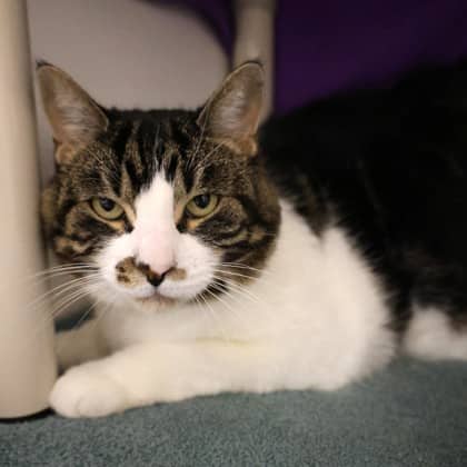 Leia - Domestic Shorthair/Mix cat cat available for adoption at Calgary Humane Society in Calgary