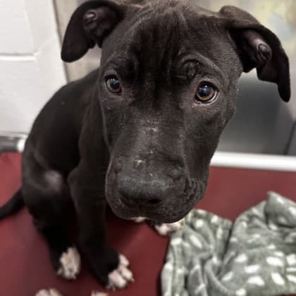 Lemon Lollies - Large Mixed Breed available for adoption at Calgary Humane Society in Calgary