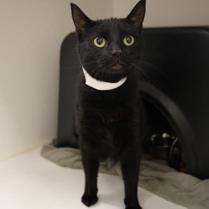 Barlow - Domestic Shorthair/Mix cat cat available for adoption at Calgary Humane Society in Calgary