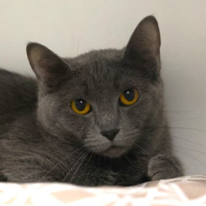 Miliani - Domestic Shorthair cat cat available for adoption at Calgary Humane Society in Calgary
