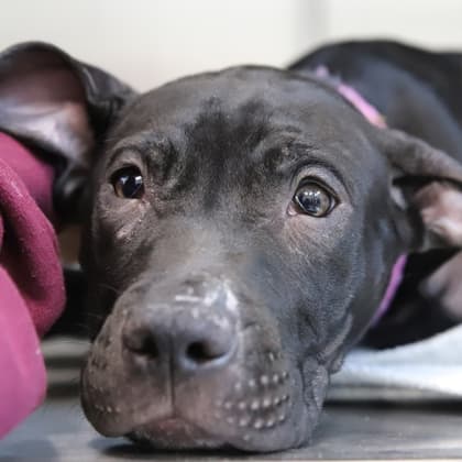 Mango Mirth - Large Mixed Breed available for adoption at Calgary Humane Society in Calgary