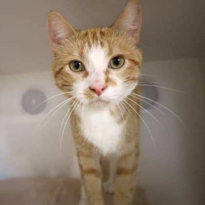 Gonzo - Domestic Shorthair/Mix cat available for adoption