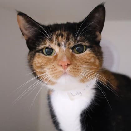 Lily - Domestic Shorthair/Mix cat cat available for adoption in Calgary