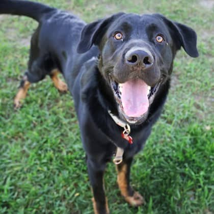 Baxter - Labrador Retriever/Mix available for adoption