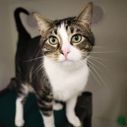 Coffee - Domestic Shorthair/Mix cat cat available for adoption at Calgary Humane Society in Calgary