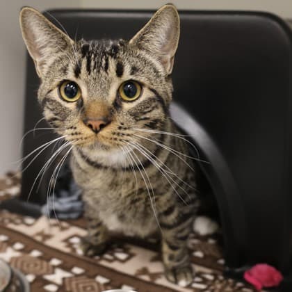 George - Domestic Shorthair/Mix cat cat available for adoption at Calgary Humane Society in Calgary