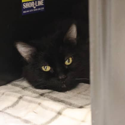 Bugs - Domestic Longhair/Mix cat available for adoption at Calgary Humane Society in Calgary