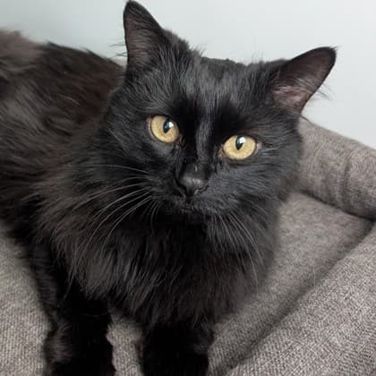 Osker - Domestic Medium Hair/Mix cat cat available for adoption in Calgary