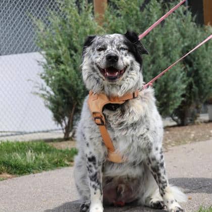 Berkley - Large Mixed Breed available for adoption
