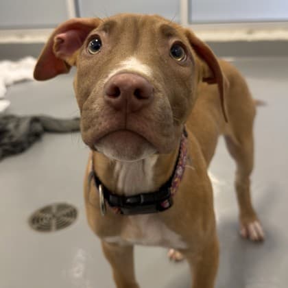 Freya - Large Mixed Breed available for adoption at Calgary Humane Society in Calgary