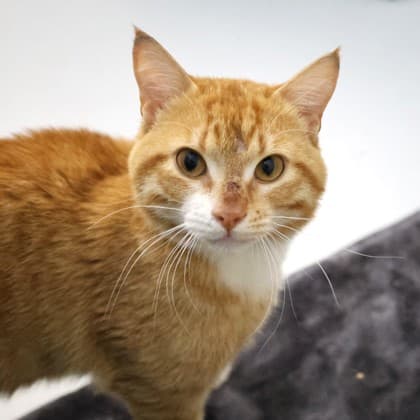 Carrot Cake - Domestic Shorthair/Mix cat available for adoption