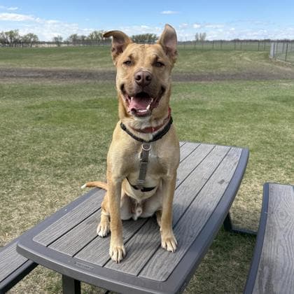 Diesel - American Staffordshire Terrier/Mix available for adoption in Calgary
