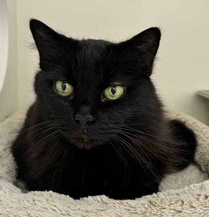 Dusk - Domestic Medium Hair/Mix cat cat available for adoption at Calgary Humane Society in Calgary