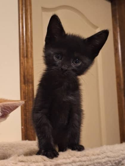 Avery (black t... - Domestic Shorthair cat available for adoption at Calgary Humane Society in Calgary