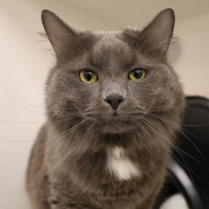 Abbi - Domestic Longhair cat available for adoption at Calgary Humane Society in Calgary