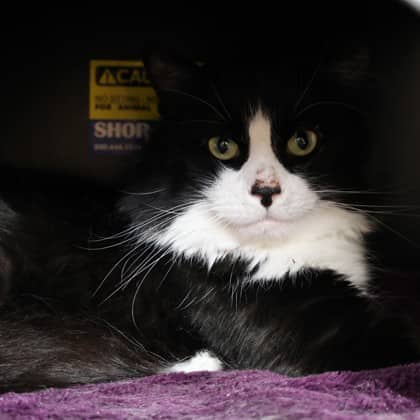 Tuxedo - Domestic Medium Hair/Mix cat available for adoption at Calgary Humane Society in Calgary
