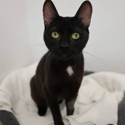 Neffra - Domestic Shorthair/Mix cat cat available for adoption at Calgary Humane Society in Calgary