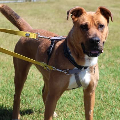 Diamond - Medium Mixed Breed available for adoption