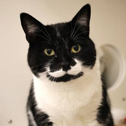 Artyom - Domestic Shorthair/Mix cat cat available for adoption at Calgary Humane Society in Calgary
