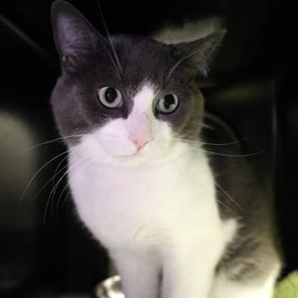 Luna - Domestic Shorthair/Mix cat cat available for adoption at Calgary Humane Society in Calgary