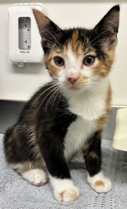 Cleo - Domestic Shorthair available for adoption