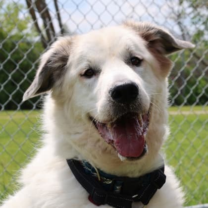 Finnegan - Great Pyrenees/Mix available for adoption