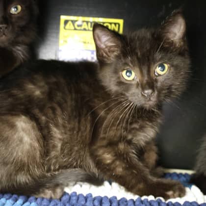 Emerald - Domestic Shorthair cat available for adoption at Calgary Humane Society in Calgary