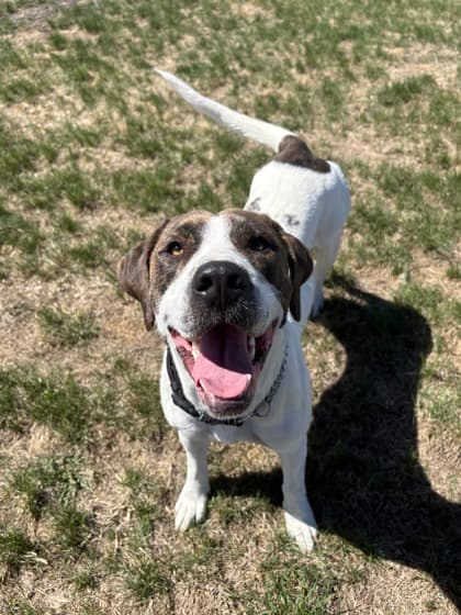 Tuffy - Large Mixed Breed available for adoption at Calgary Humane Society in Calgary