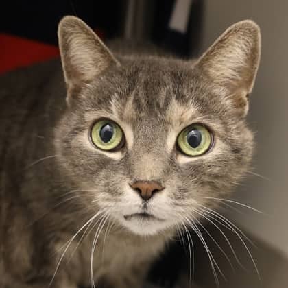 Maevis - Domestic Shorthair/Mix cat available for adoption