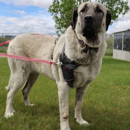Layla - Anatolian Shepherd available for adoption at Calgary Humane Society in Calgary