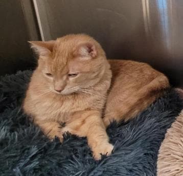 Morty - Domestic Shorthair/Mix cat cat available for adoption at Calgary Humane Society in Calgary