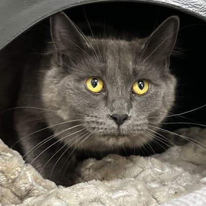 Mala - Domestic Medium Hair/Mix cat cat available for adoption at Calgary Humane Society in Calgary