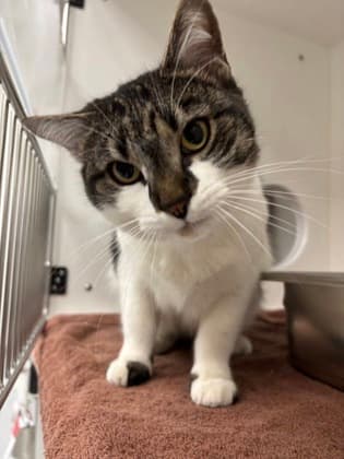 Baylee - Domestic Shorthair/Mix cat cat available for adoption at Calgary Humane Society in Calgary