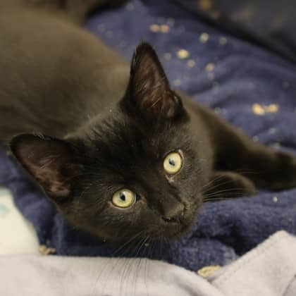 Squash - Domestic Shorthair cat available for adoption at Calgary Humane Society in Calgary