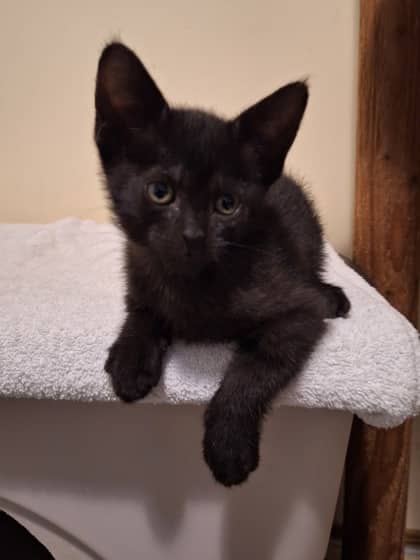 Harper (black ... - Domestic Shorthair available for adoption