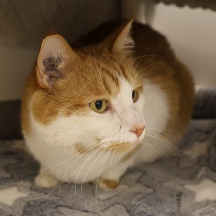 Copper - Domestic Shorthair/Mix cat cat available for adoption at Calgary Humane Society in Calgary