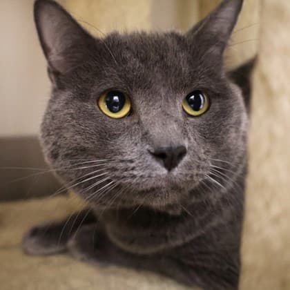 Leo - Domestic Shorthair/Mix cat cat available for adoption in Calgary