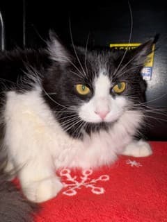 Bobby - Domestic Shorthair/Mix cat cat available for adoption at Calgary Humane Society in Calgary