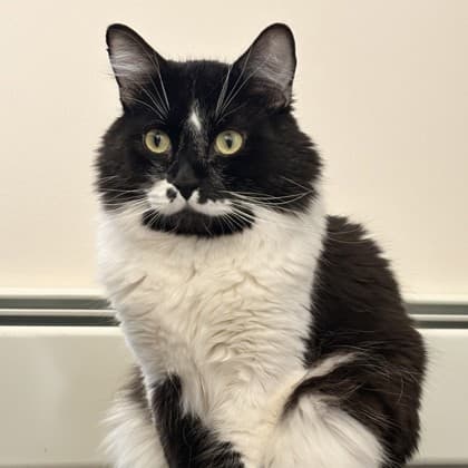Spectro - Domestic Medium Hair/Mix cat cat available for adoption in Calgary