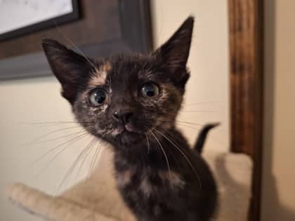 Kai - Domestic Shorthair available for adoption