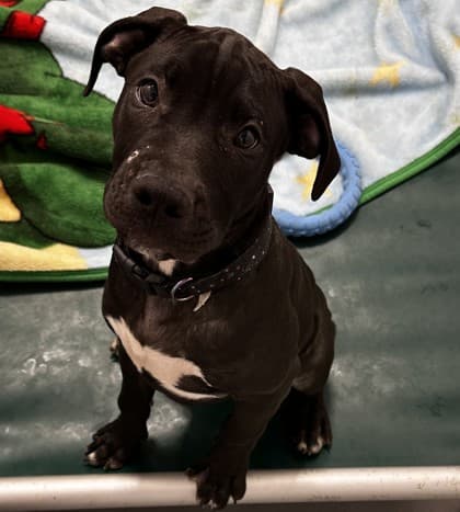 Plum Plop - Large Mixed Breed available for adoption at Calgary Humane Society in Calgary