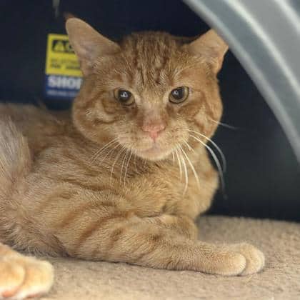 Lawrence - Domestic Shorthair/Mix available for adoption