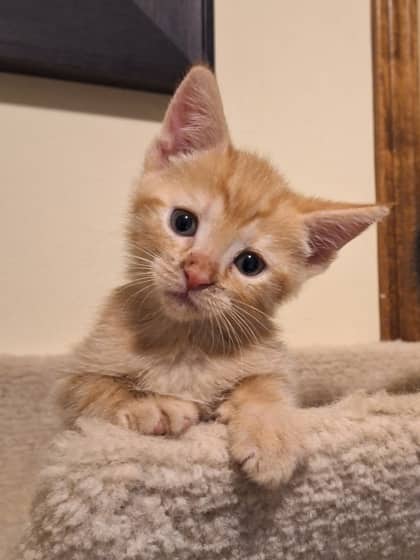 Flynn - Domestic Shorthair available for adoption